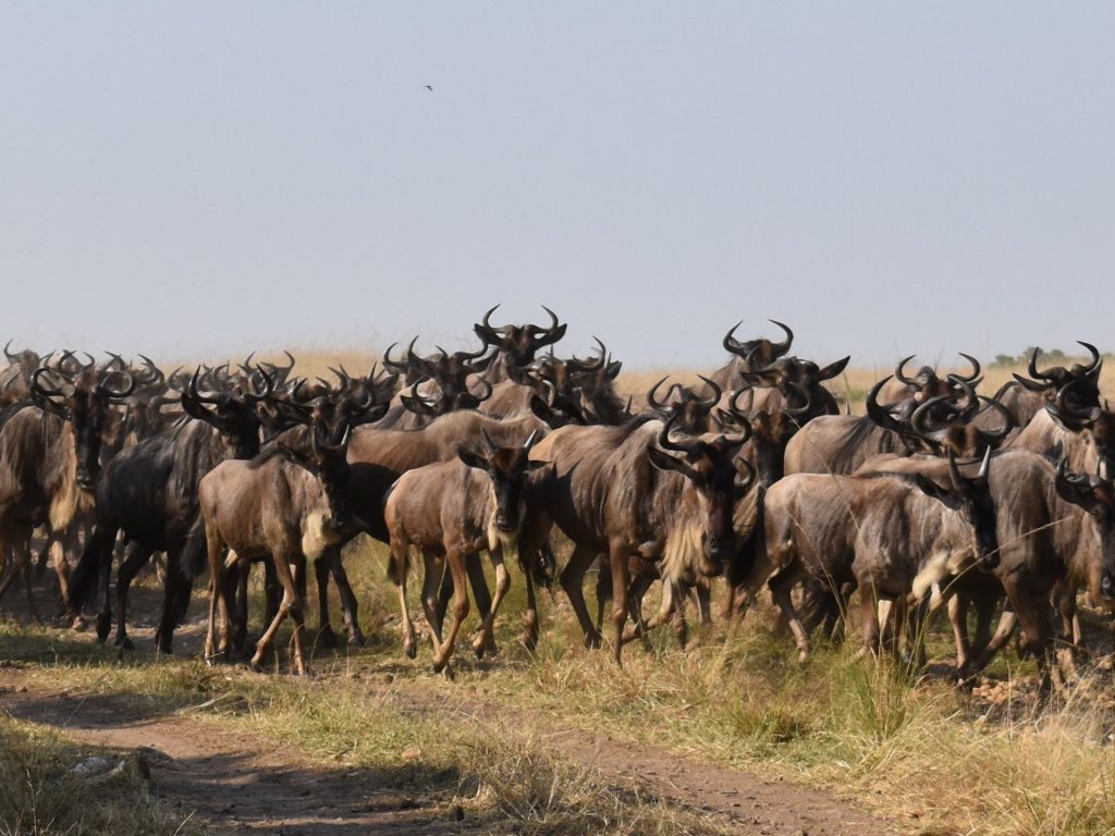 Masai Mara