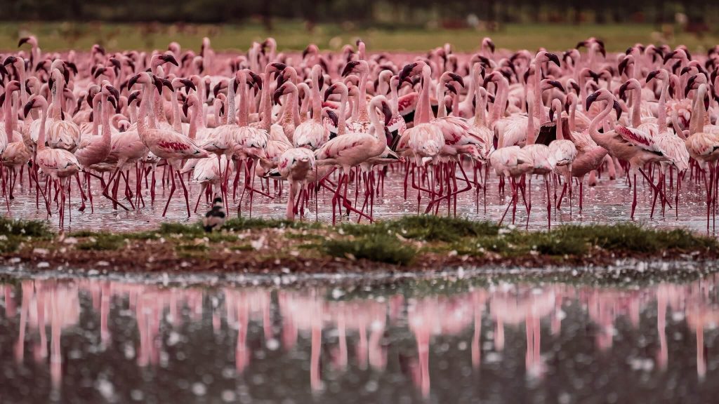 Lake Nakuru National Park