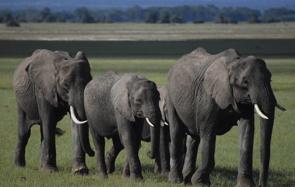Elephants