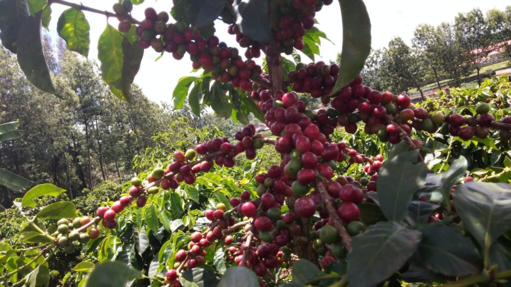 Coffee